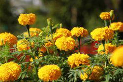 bolchrysant bij sponsers conceten 't Woudt