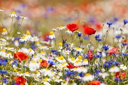 veldbloemen